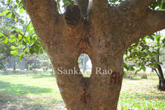 Artocarpus hypargyreus